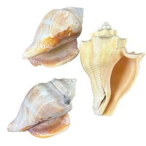 Coastal Decor- Mini Seashell set of 3- 3-4" assorted- Fisherman- Filler decor